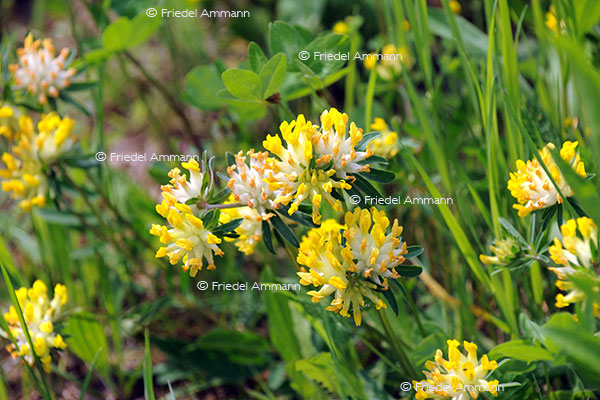 IMPRESSIONEN – Natur 1 