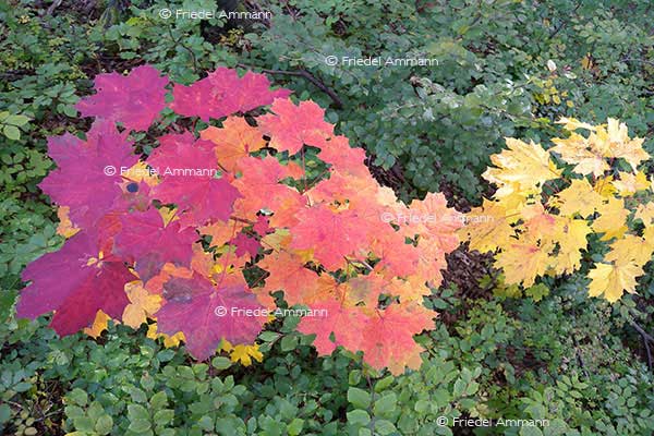 IMPRESSIONEN – Natur 1 - Ahornblätter