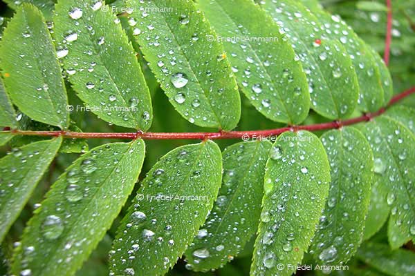 IMPRESSIONEN – Natur 1
