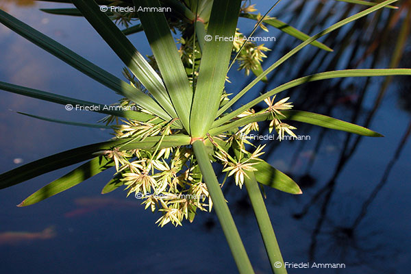 IMPRESSIONEN – Natur 1