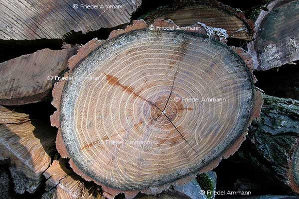 IMPRESSIONEN – Natur 1
