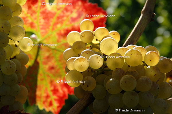 IMPRESSIONEN – Natur 1 - Weintrauben