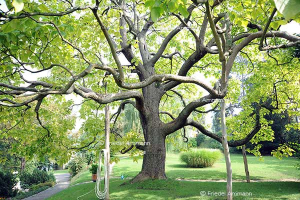 IMPRESSIONEN – Natur 1