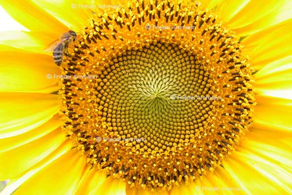 IMPRESSIONEN – Natur 1 - Sonnenblume