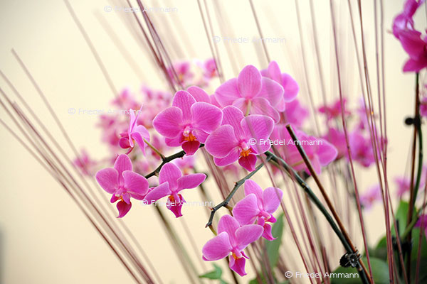 IMPRESSIONEN – Natur 1 - Orchideen