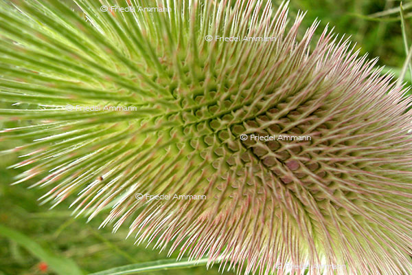 IMPRESSIONEN – Natur 1