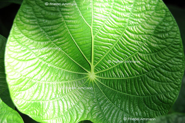 IMPRESSIONEN – Natur 1