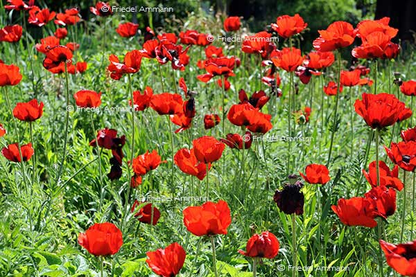 IMPRESSIONEN – Natur 1 - Mohnblumen
