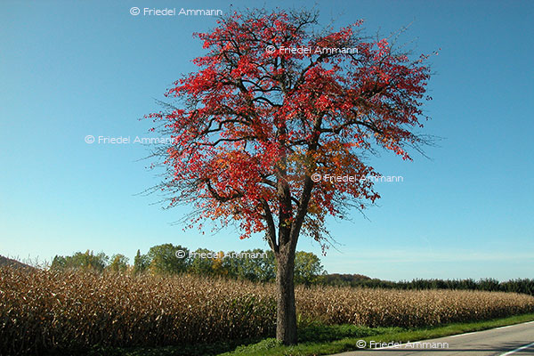 IMPRESSIONEN – Natur 1