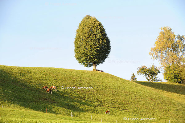  IMPRESSIONEN – Natur 1 – Napf, Schweiz 