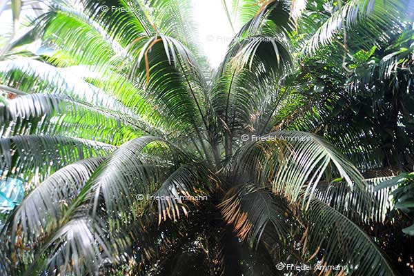 IMPRESSIONEN – Natur 1