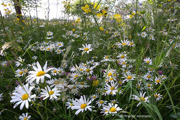 IMPRESSIONEN - Natur 2 - Margeriten (Leucanthemum)