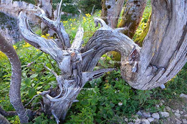 IMPRESSIONEN - Natur 2 - Baumstrunk