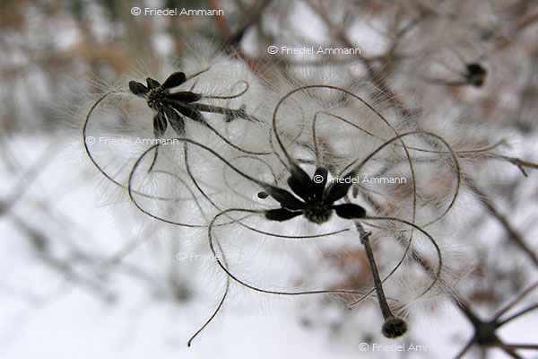 IMPRESSIONEN - Natur 2 