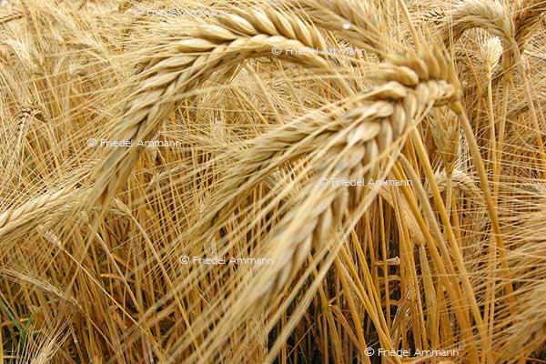 IMPRESSIONEN - Natur 2 - Gerste