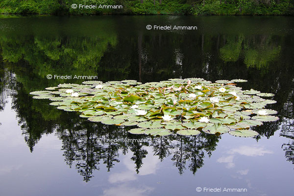 IMPRESSIONEN - Natur 2 - Seerosen