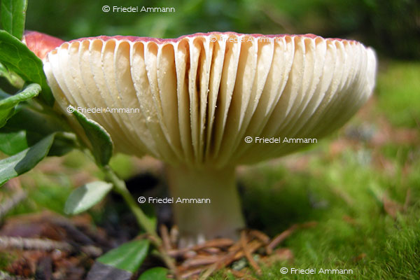 IMPRESSIONEN - Natur 2