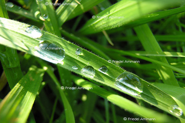 IMPRESSIONEN - Natur 2 - Gras