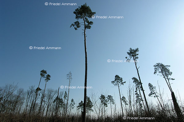 IMPRESSIONEN - Natur 2 – Wald nach dem Orkan Lothar