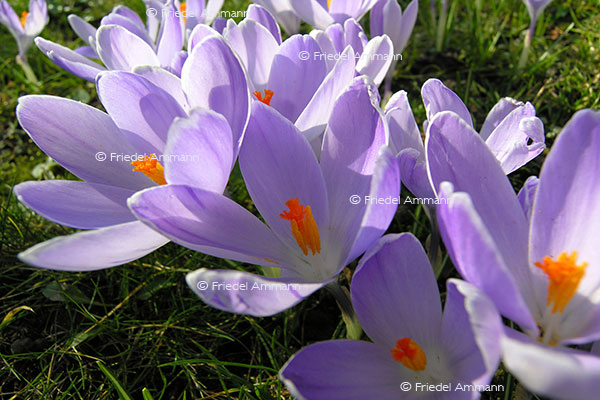 IMPRESSIONEN - Natur 2 - Krokusse