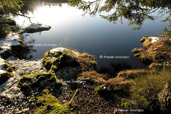 IMPRESSIONEN - Natur 2 - Moorlandschaft
