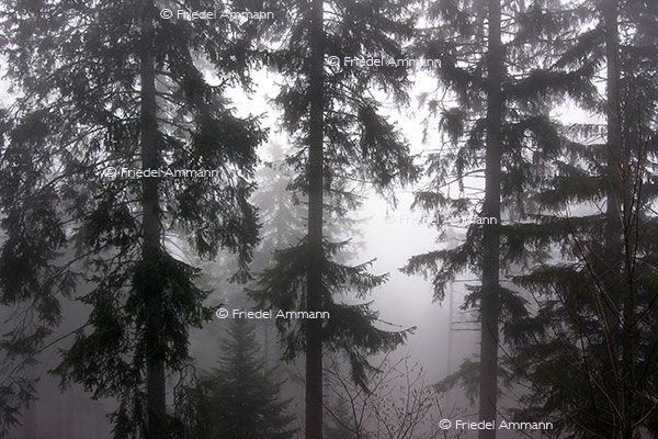IMPRESSIONEN - Natur 2 – Tannenbäume im Nebel