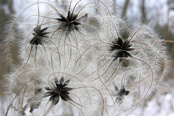 IMPRESSIONEN - Natur 2
