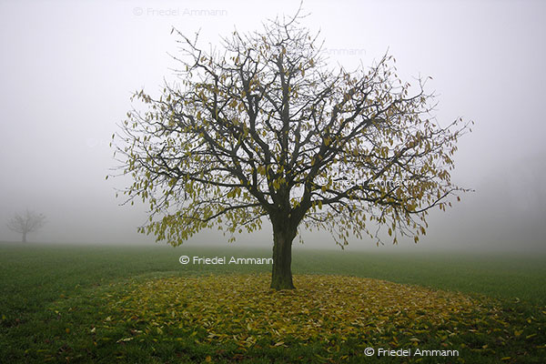 IMPRESSIONEN - Natur 2