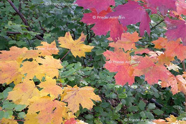 IMPRESSIONEN - Natur 2 - Ahornblätter