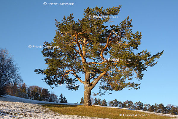 IMPRESSIONEN - Natur 2