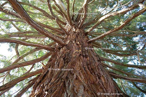 IMPRESSIONEN - Natur 2 