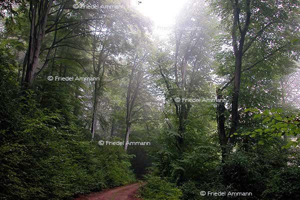 IMPRESSIONEN - Natur 2 - Wald