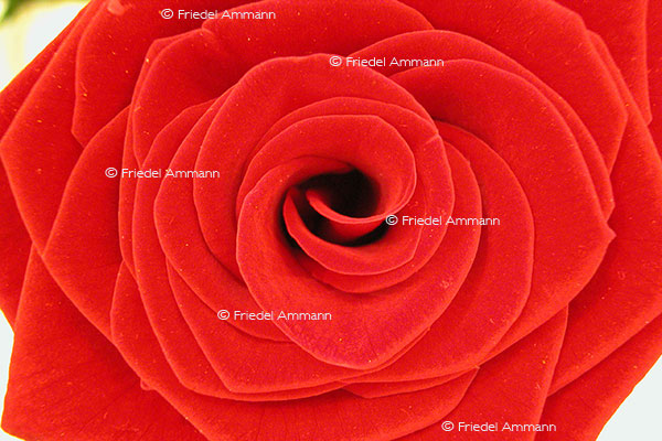 IMPRESSIONEN - Natur 2 - Rose