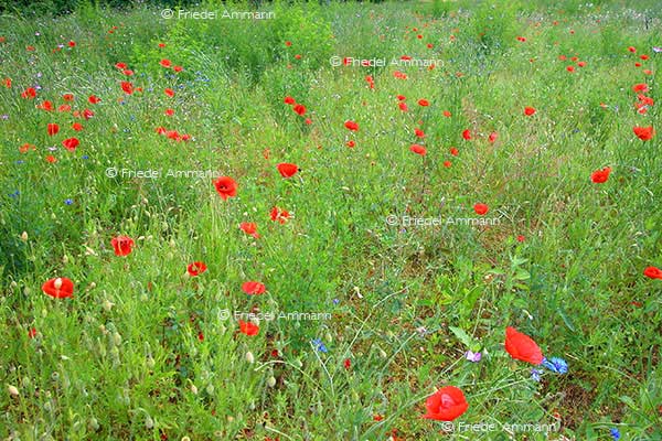 IMPRESSIONEN - Natur 2 - Mohnblumen