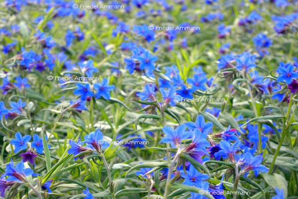 IMPRESSIONEN - Natur 2 - Wiesenglockenblumen