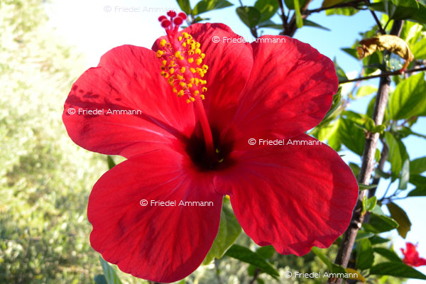IMPRESSIONEN - Natur 2 - Hibiscus