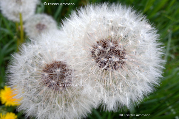 IMPRESSIONEN - Natur 2 - Löwenzahn