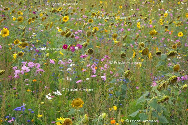 IMPRESSIONEN - Natur 2 – Wilde Blumenwiese