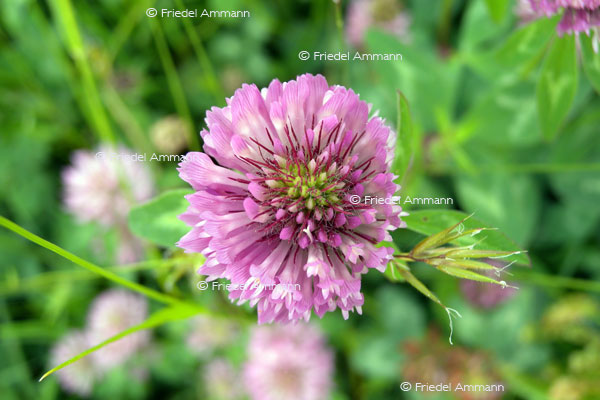 IMPRESSIONEN - Natur 2 – Roter Klee