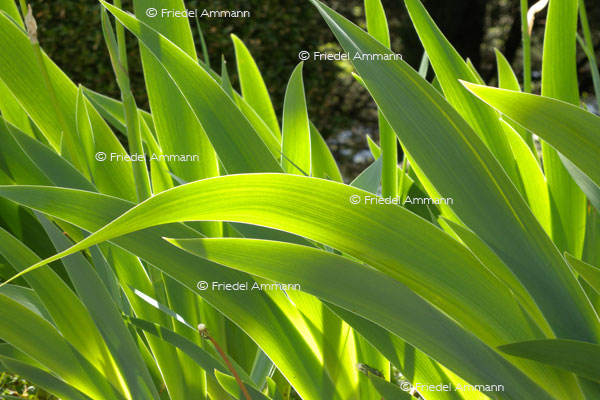 IMPRESSIONEN - Natur 2