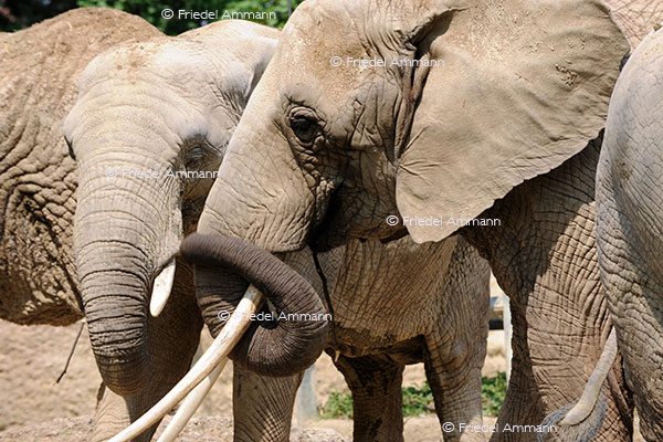 IMPRESSIONEN - Tiere - Elephanten, Zoo Basel 