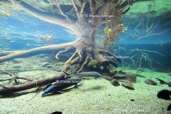 IMPRESSIONEN - Zoologischer Garten Basel / Vivarium