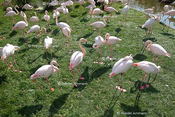 IMPRESSIONEN - Zoologischer Garten Basel / Flamingos
