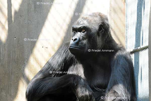 IMPRESSIONEN - Zoologischer Garten Basel / Gorilla