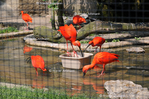 IMPRESSIONEN - Zoologischer Garten Basel / Rote Ibis