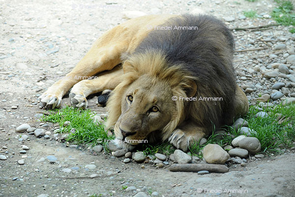IMPRESSIONEN - Zoologischer Garten Basel / Löwe