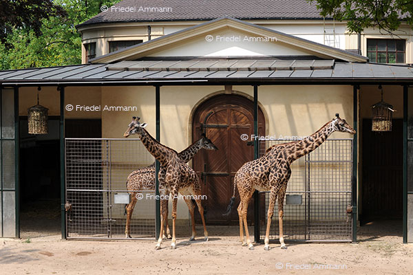 IMPRESSIONEN - Zoologischer Garten Basel / Giraffen