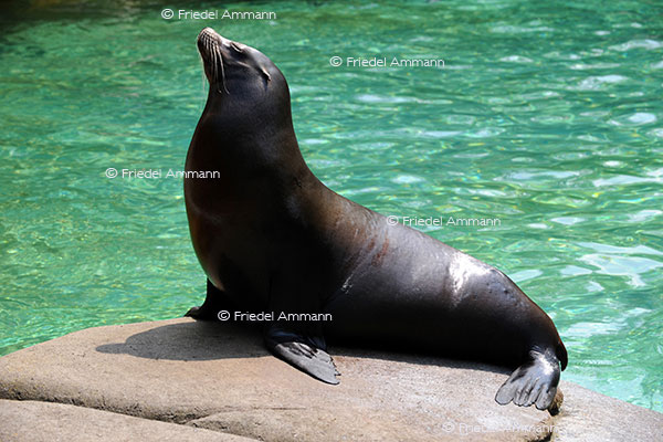 IMPRESSIONEN - Zoologischer Garten Basel / Seelöwe