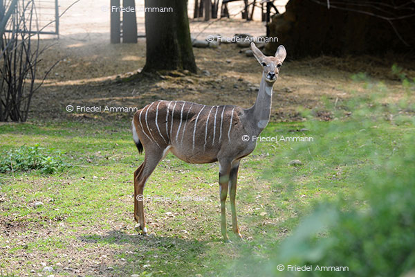 IMPRESSIONEN - Zoologischer Garten Basel / Kudu Streifenantilope