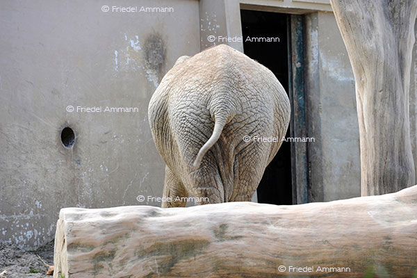 IMPRESSIONEN - Zoologischer Garten Basel / Elefant